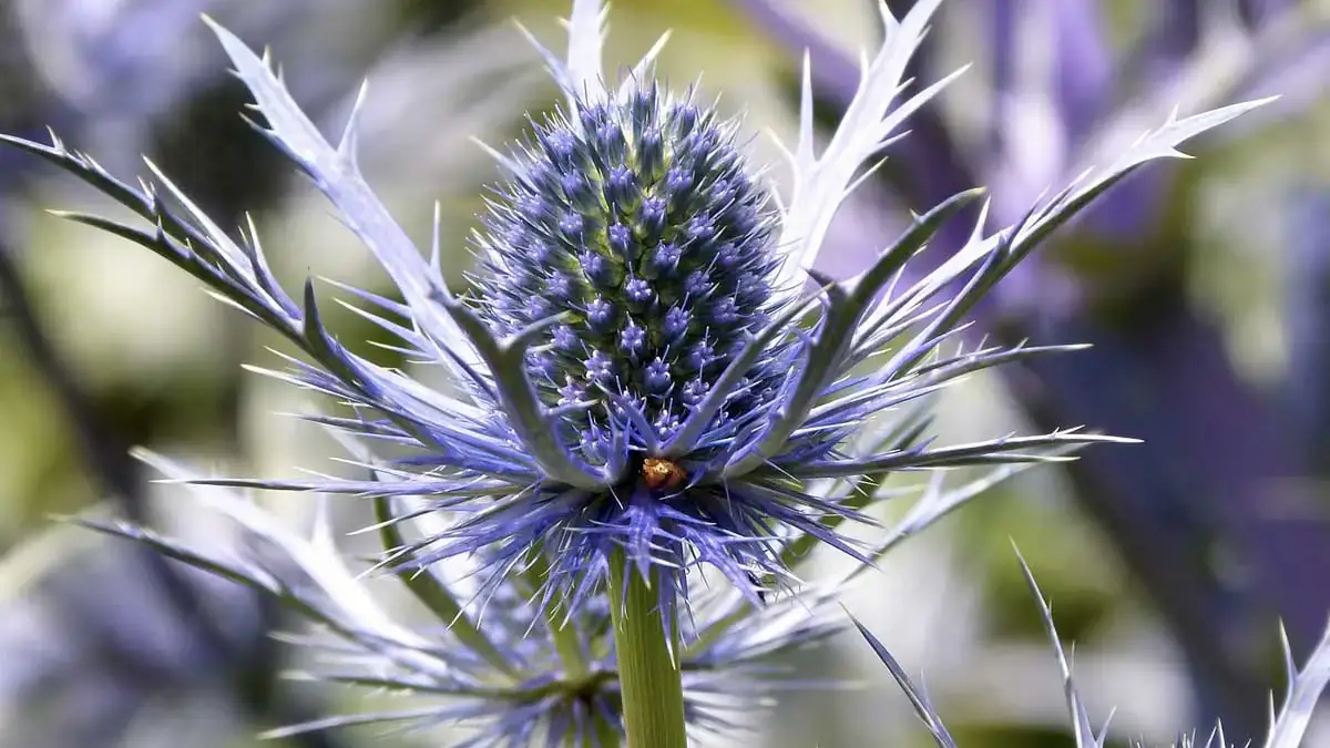 A variety of perennials from African daisies to yarrow