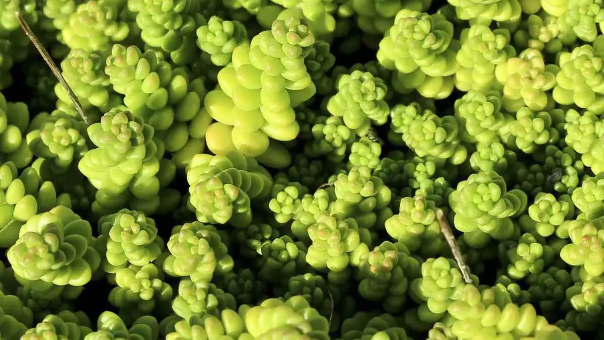 Perennial flowers as herbaceous plants