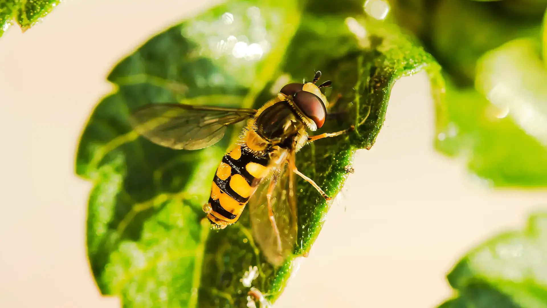 Beneficial and pest insects