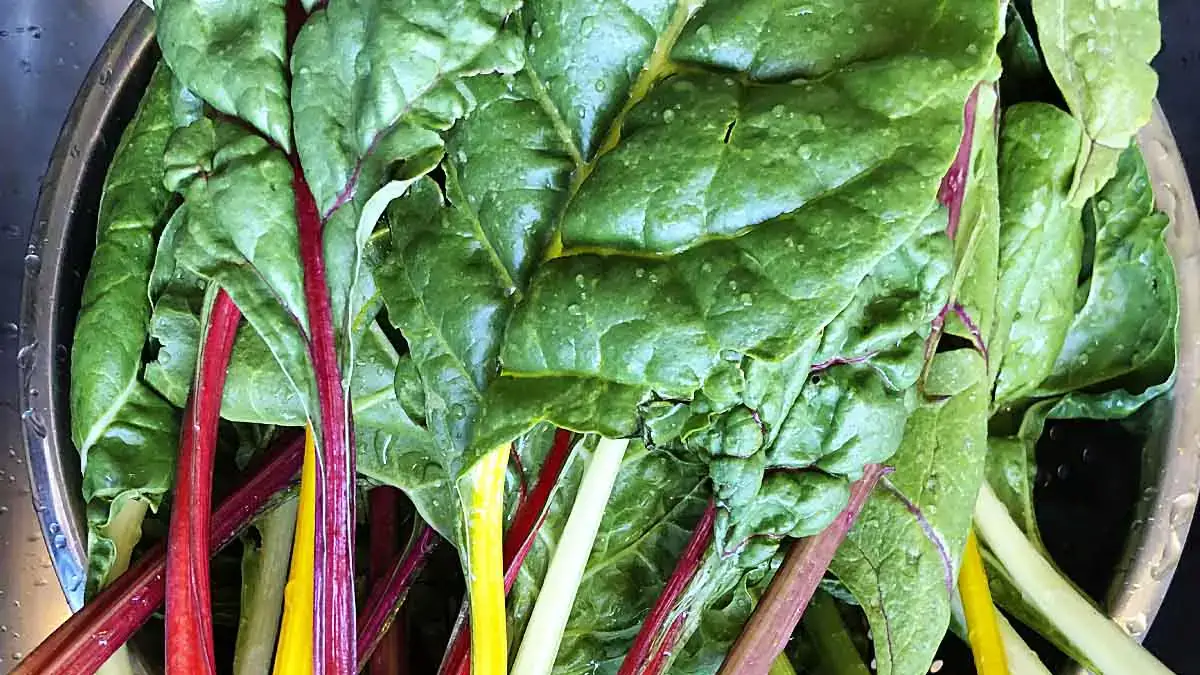 chard 1200x1200.jpg