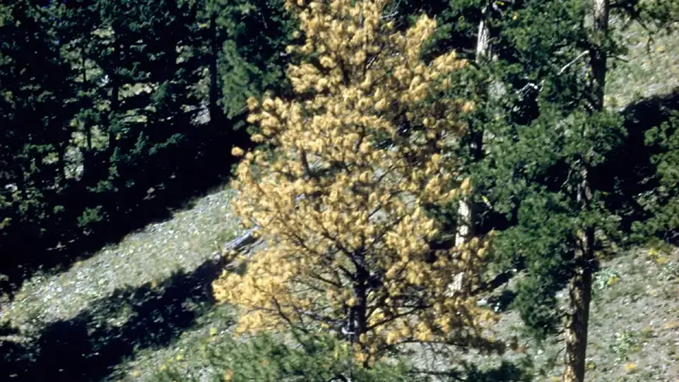 Ips beetle top kill damage.