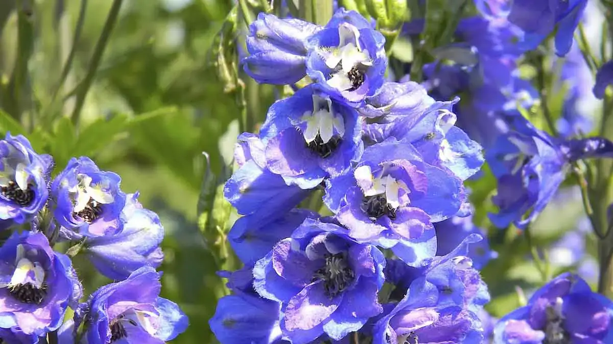 A variety of perennials from African daisies to yarrow