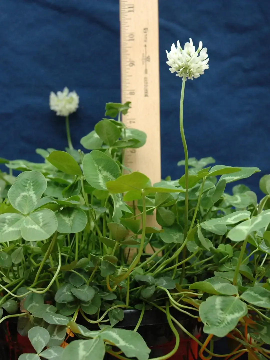 White clover (Trifolium repens) is a perennial cool season legume. White clover is often considered a nuisance in both lawns and pastures.