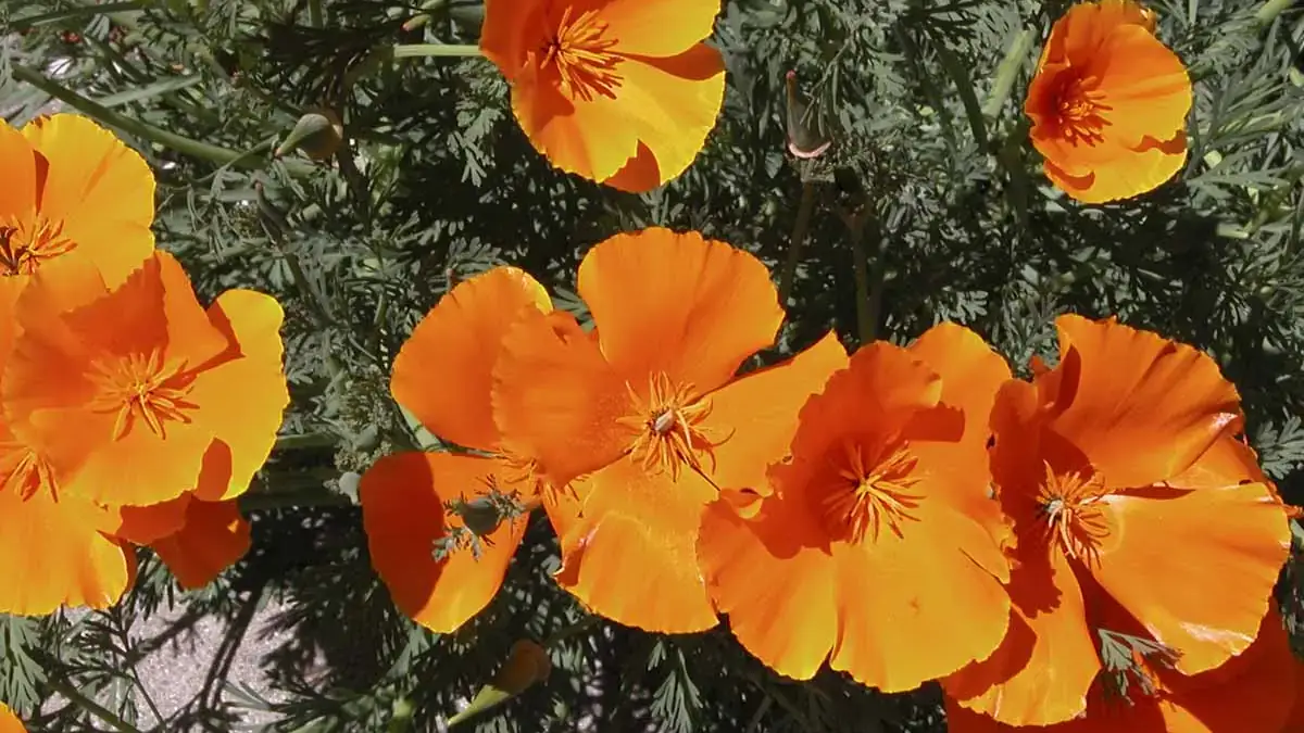 Herbaceous plants that are typically annuals