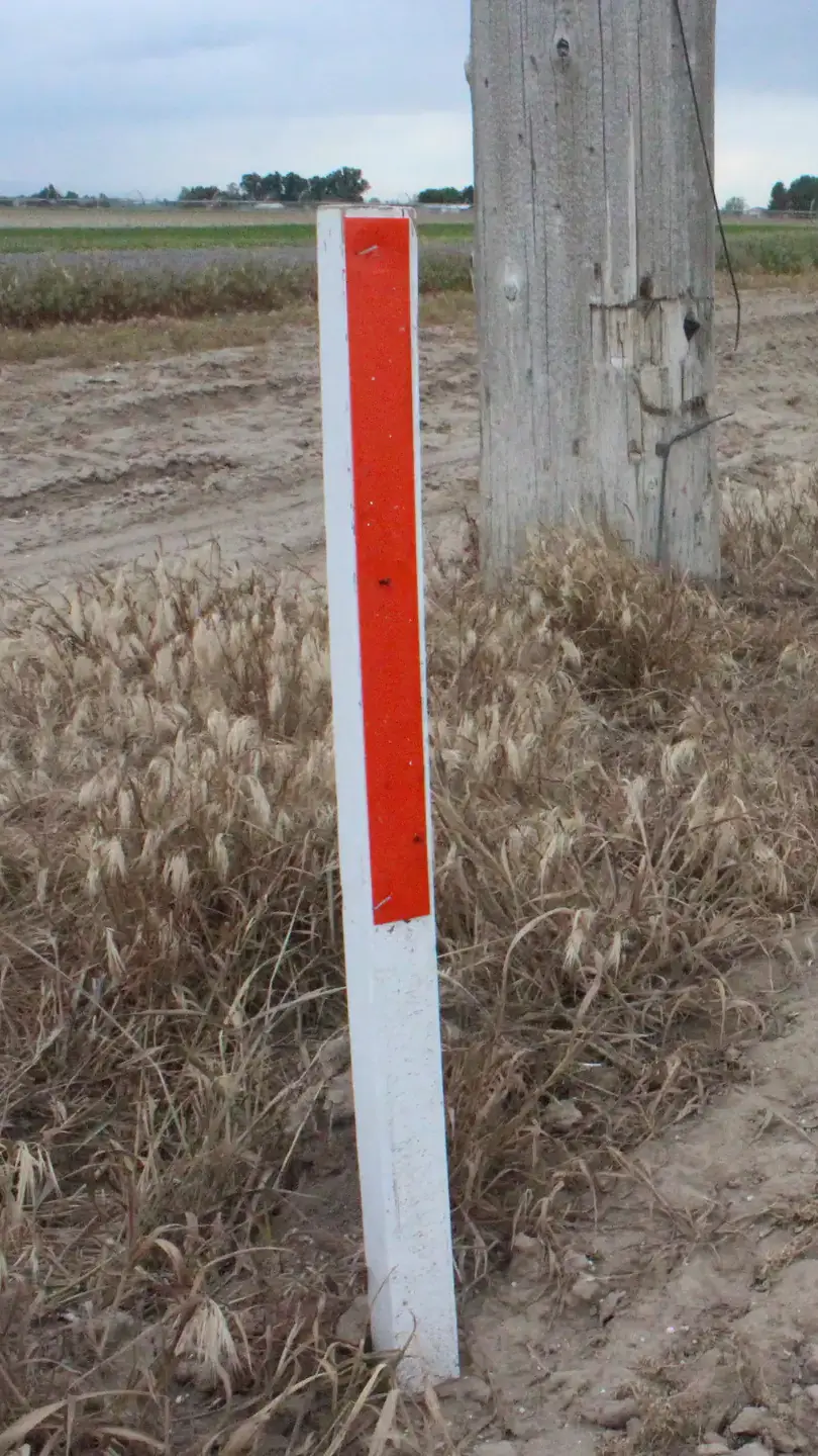 Orange sticky stake trap.