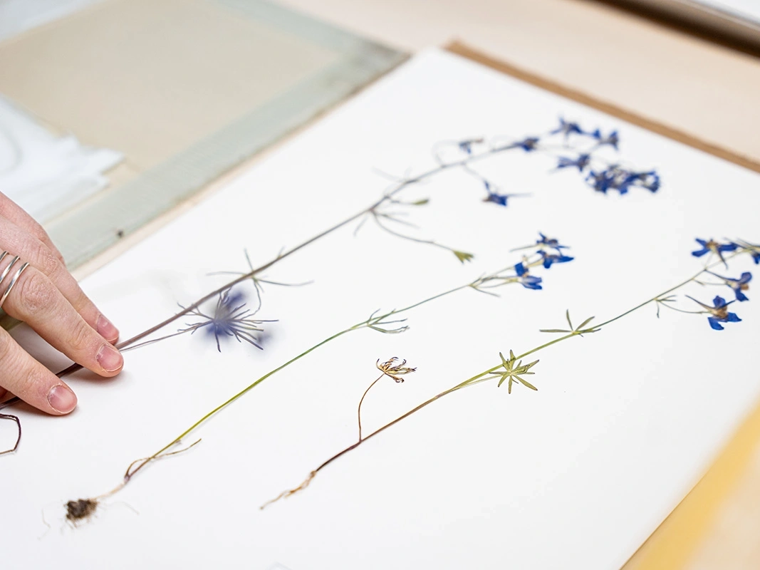 Blue flowers pressed onto a white page.