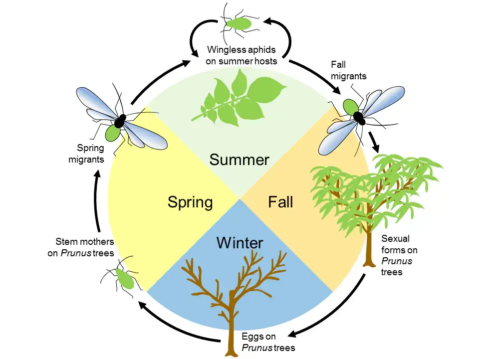 Lifecycle of green peach aphid graphic.