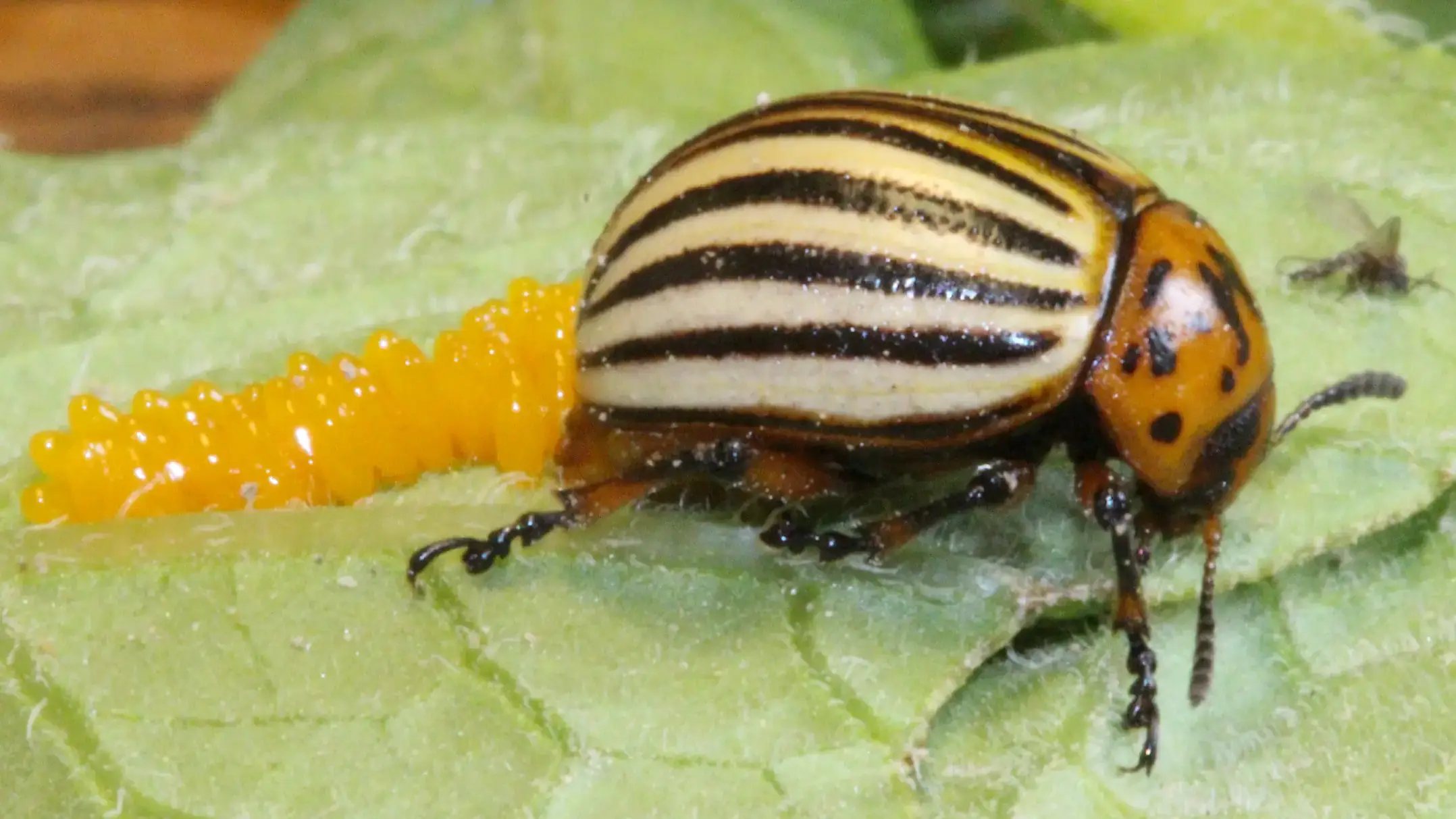 Colorado beetle adult and eggs.