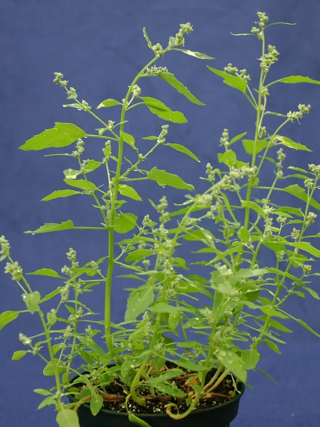Lambsquarters an invasive plant with green leaves and small white flowers.