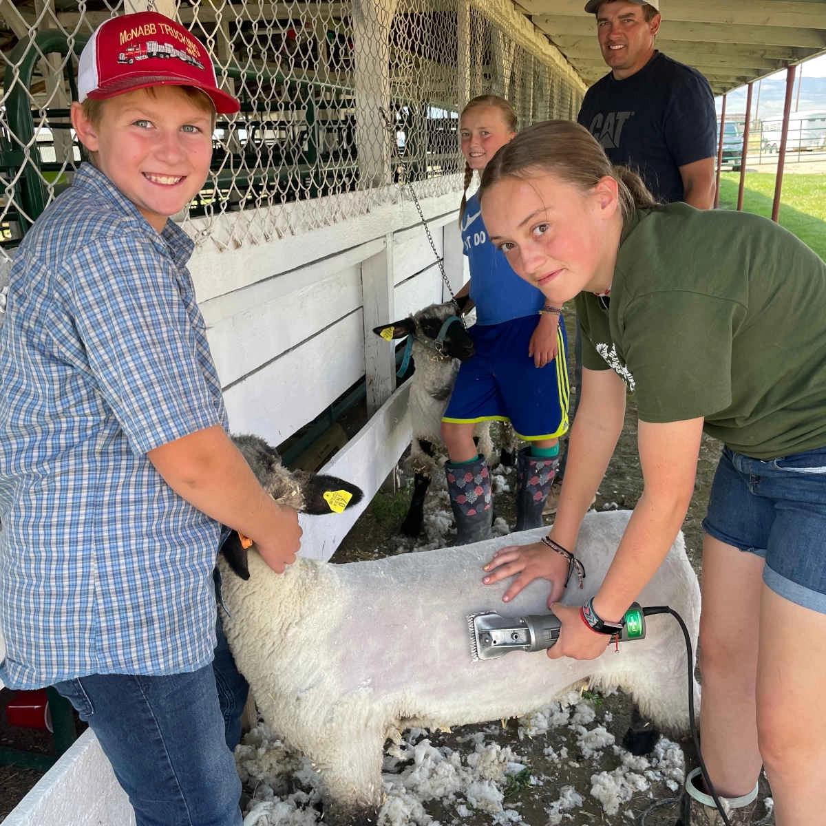 A group of youth shearing sheep