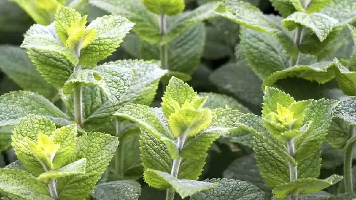 Landscapes and Gardens photos