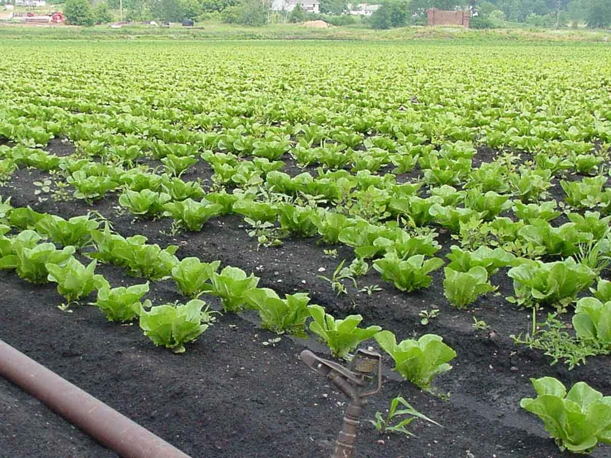 Cultivated histosol