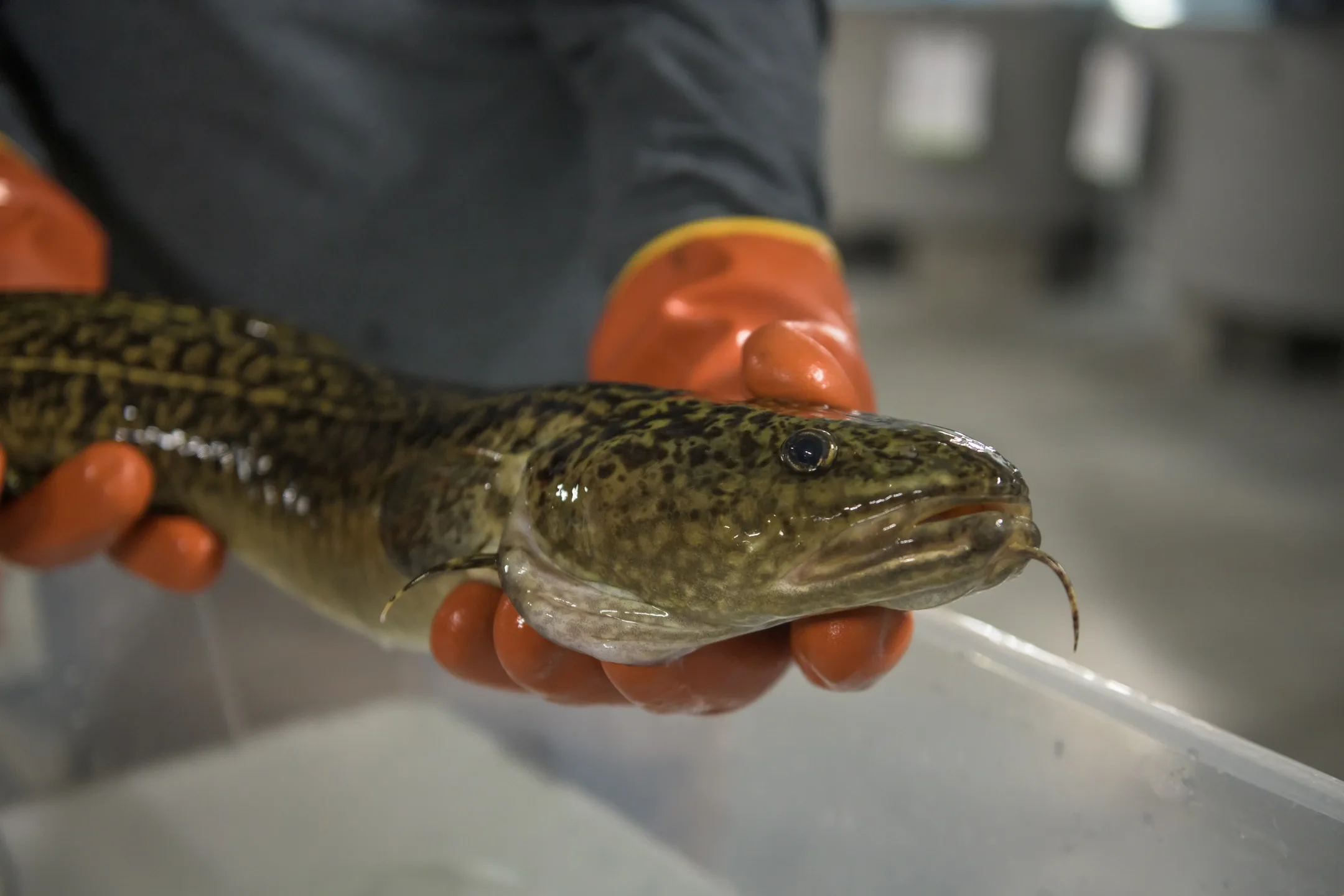 Larger mature burbot reared at the University of Idaho’s Aquaculture Research Institute.