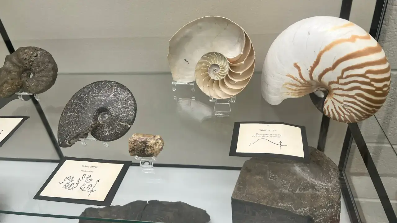 Seven ammonite and nautilus fossils on exhibit