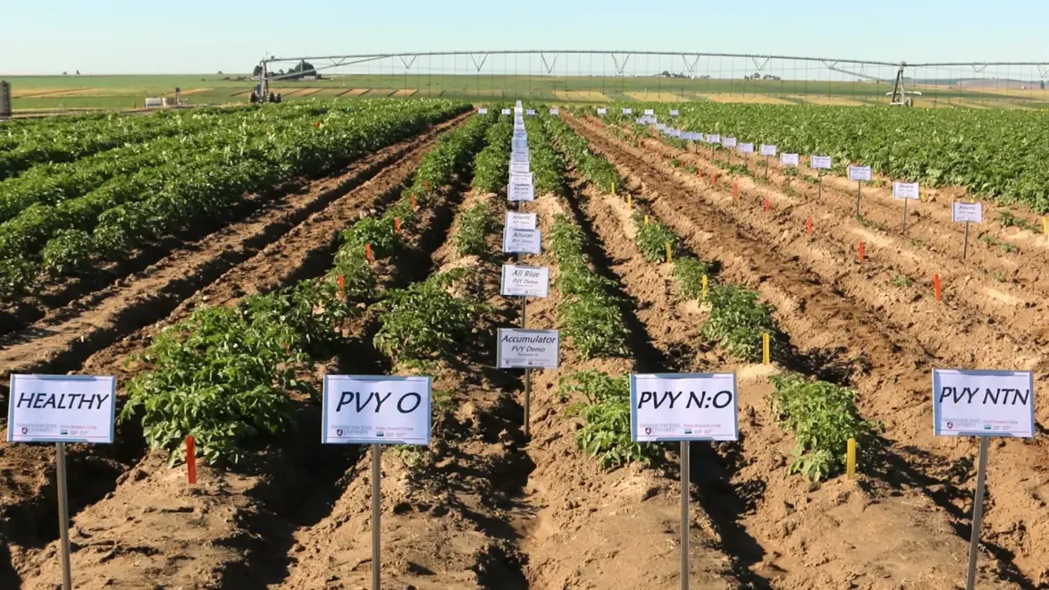 Photos of potato plants to rows
