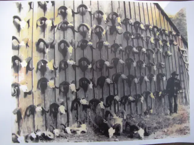 Old picture of a bighorn sheep skull collection.