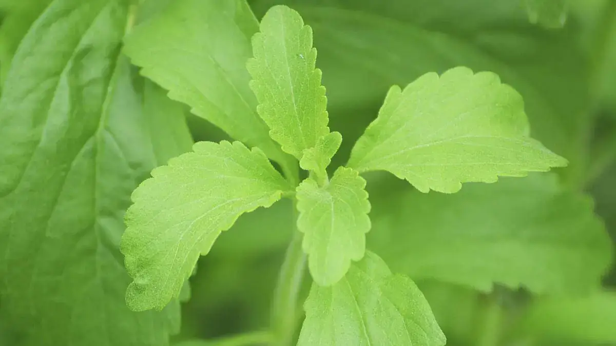 Landscapes and Gardens photos