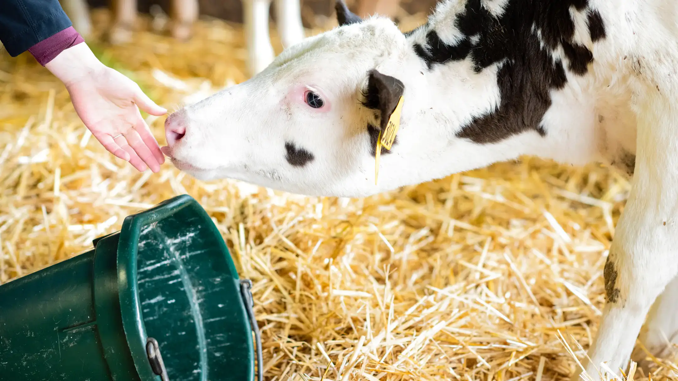 Student feature Ashly Anderson studies the effect of wildfire smoke on dairy cattle.