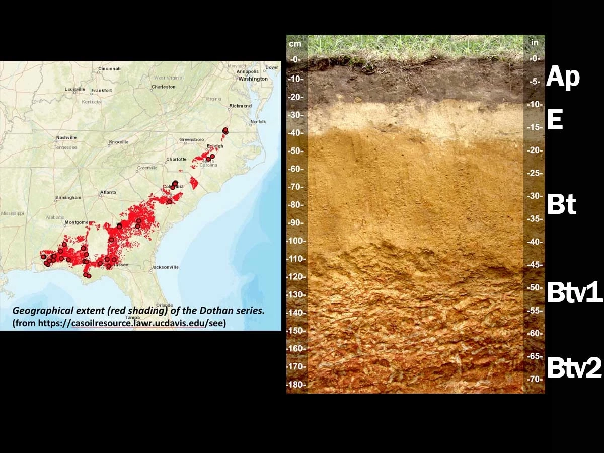 Plinthic kandiudult layers in South Carolina