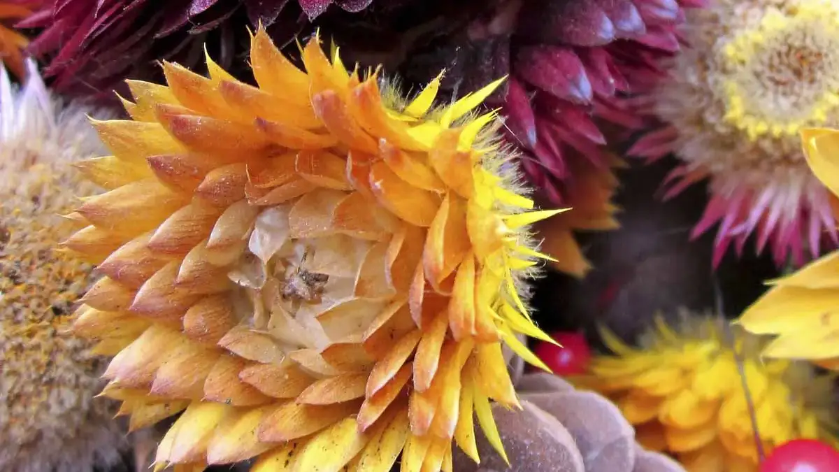 Herbaceous plants that are typically annuals