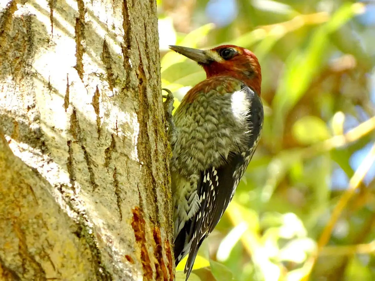Arboretum wildlife red breasted sapsucker