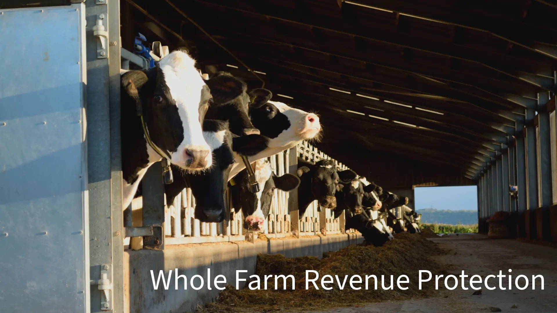 Video covers for dairy insurance and farmers stories