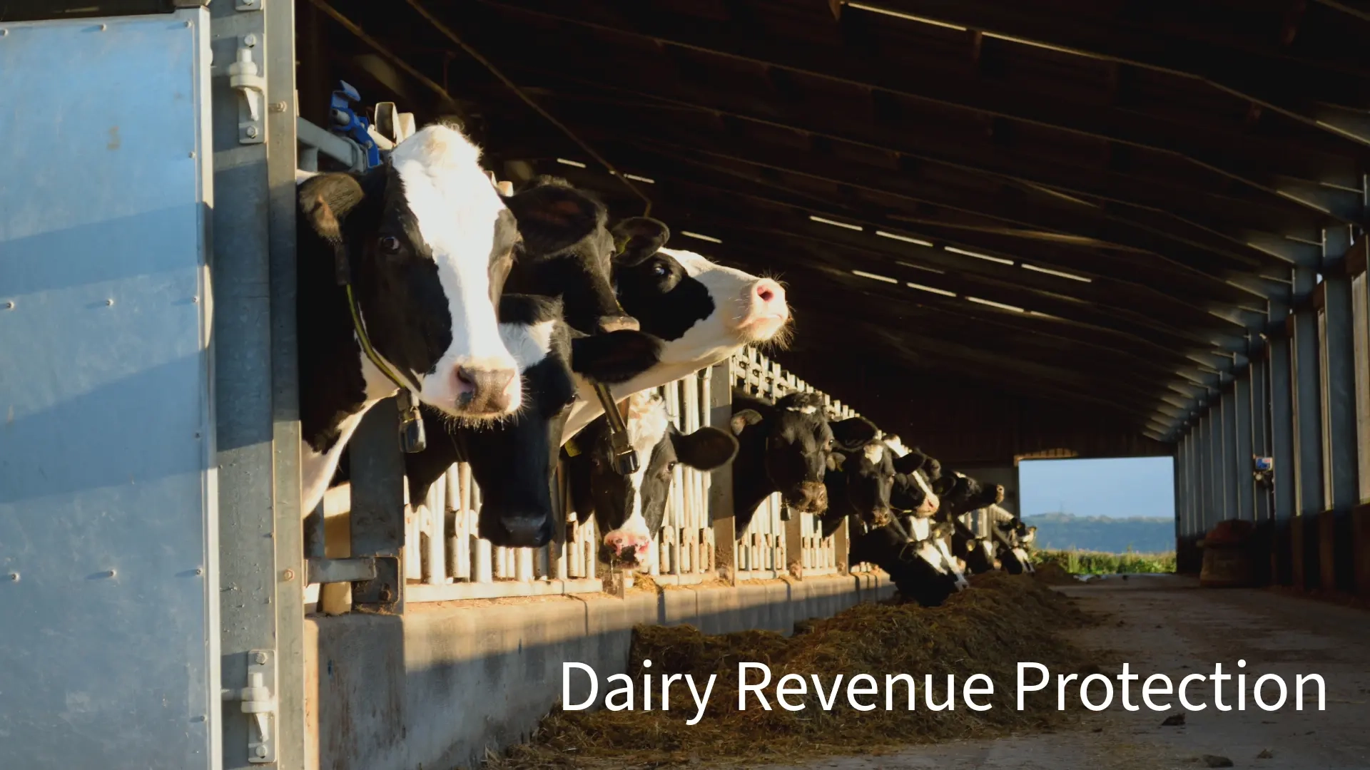 Video covers for dairy insurance and farmers stories