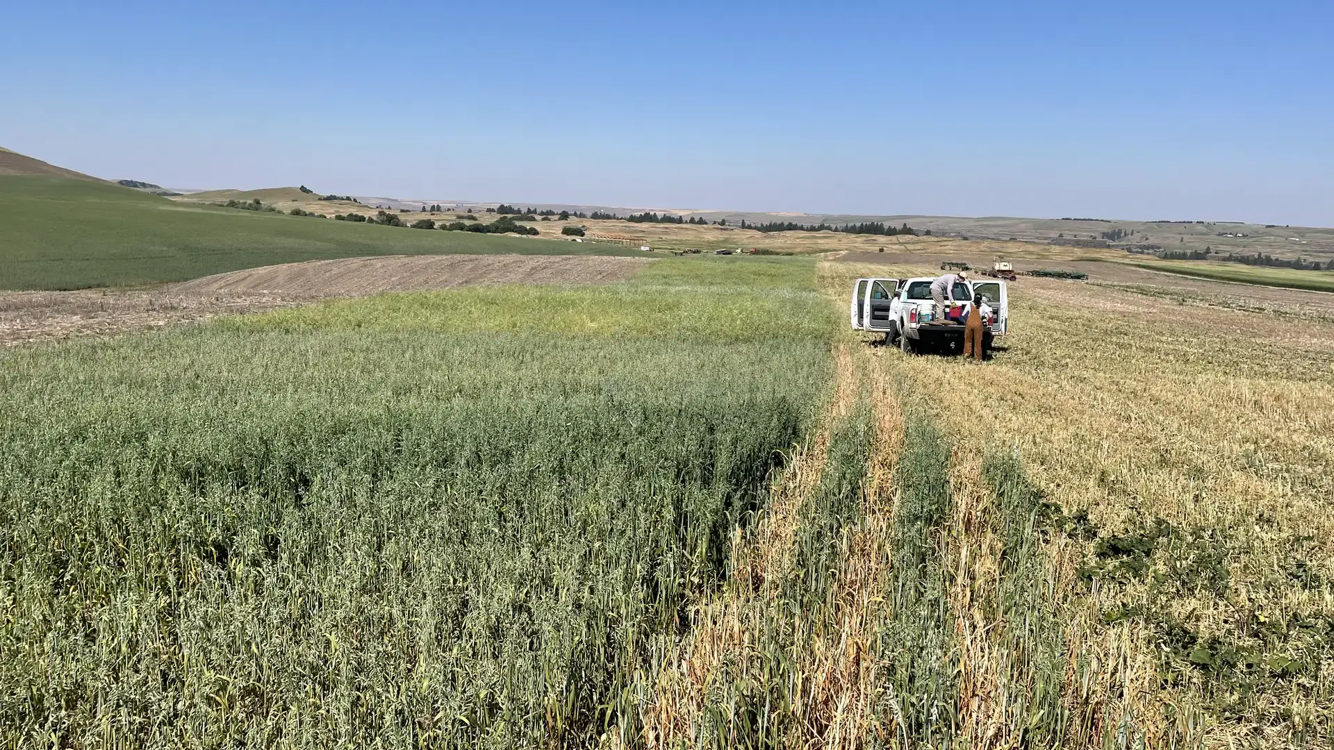 Research guides dryland farmers on cover crop timing