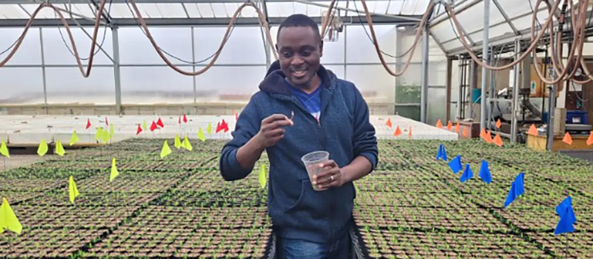 A man is surrounded by Douglas fir seedlings in a nursery. Credit: Vovener de Verlands Edmond. 
