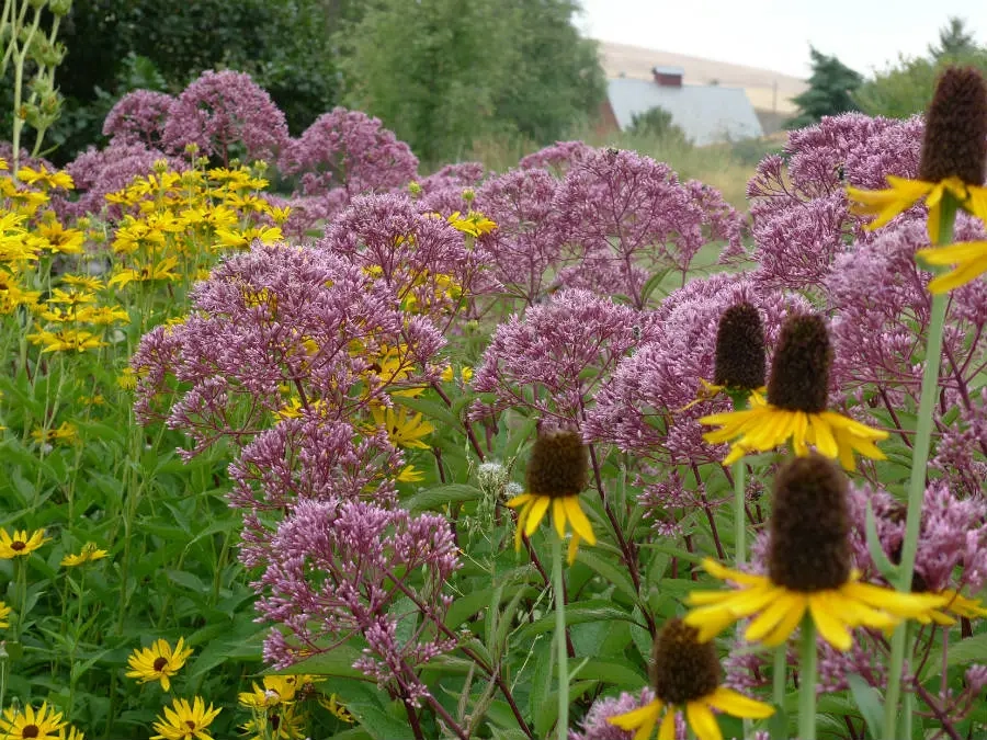 Gentle purple blossoms and yellow flowers