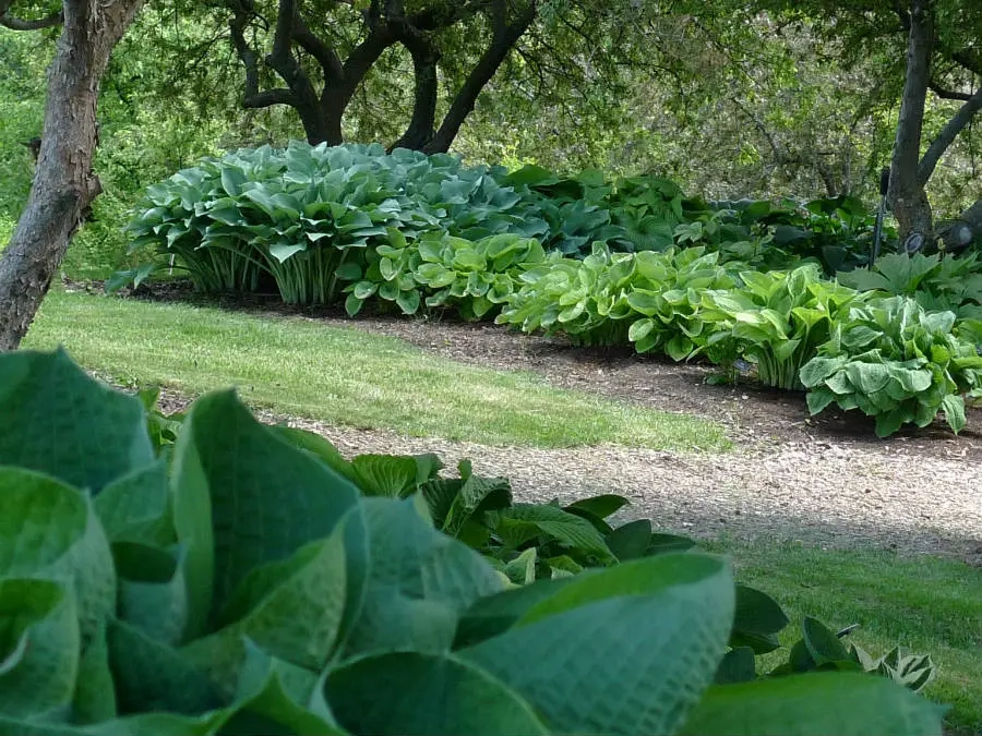 Hosta growing low under trees along an Arboretum path