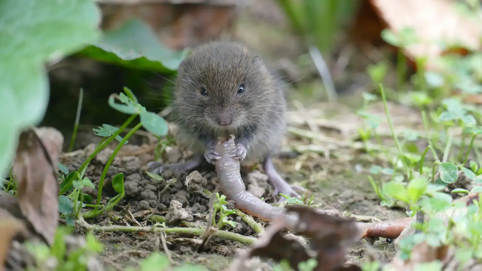 Meadow vole eating on a worm