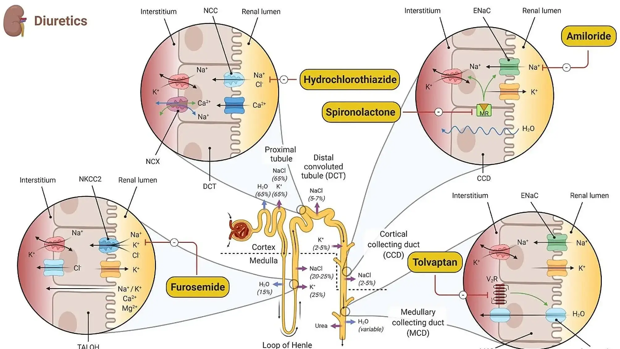 A depiction of the chemistry occurring in the kidney