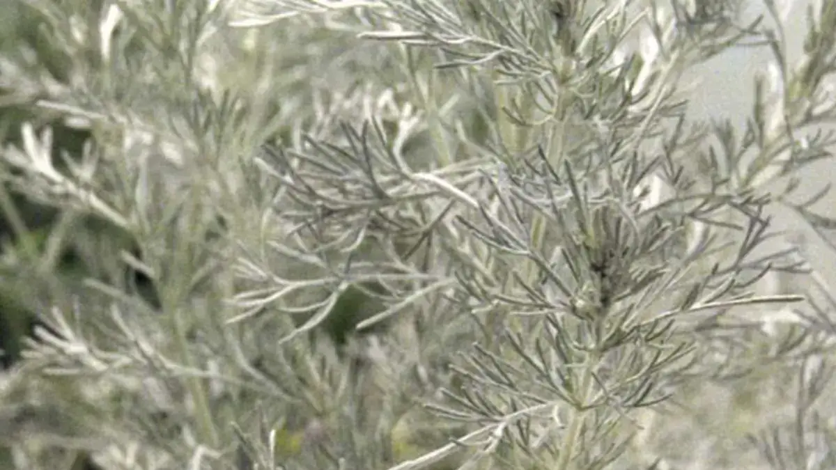 Perennial flowers as herbaceous plants