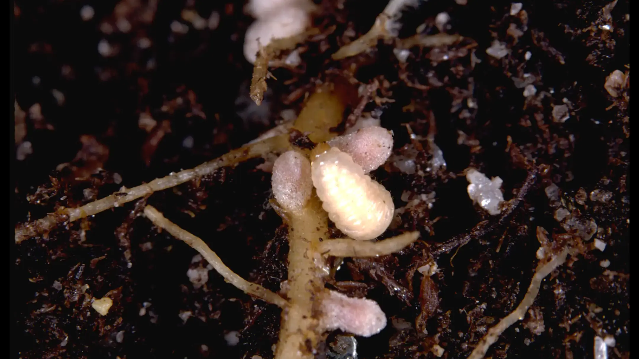 Pea leaf weevil larva.