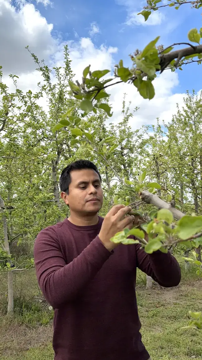 Fruit researcher known for work in Florida olives and peaches