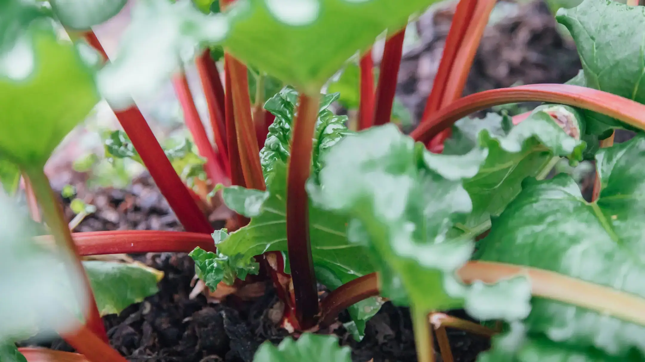 Landscapes and Gardens photo of rhubarb plant
