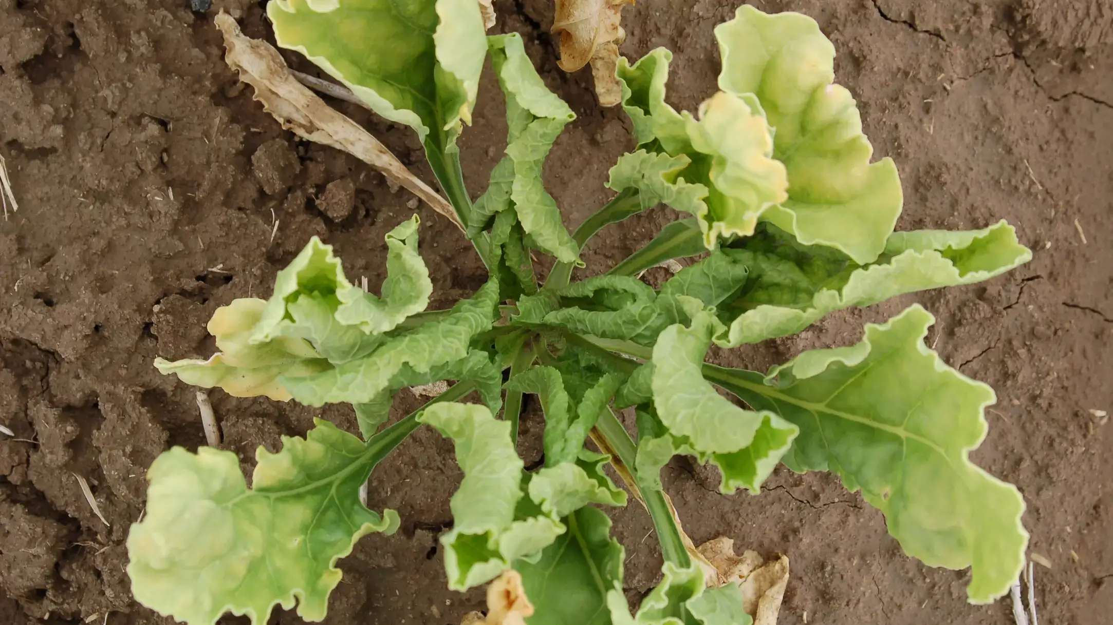 Integrated pest management photos and files