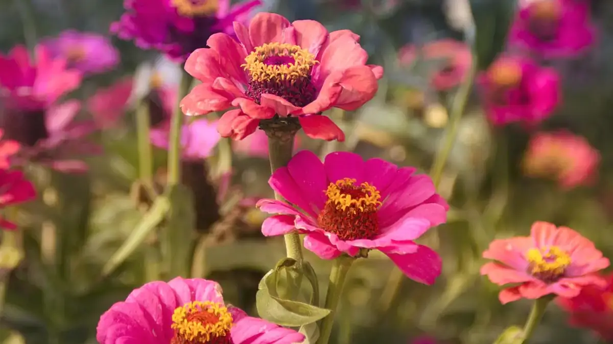 Herbaceous plants that are typically annuals