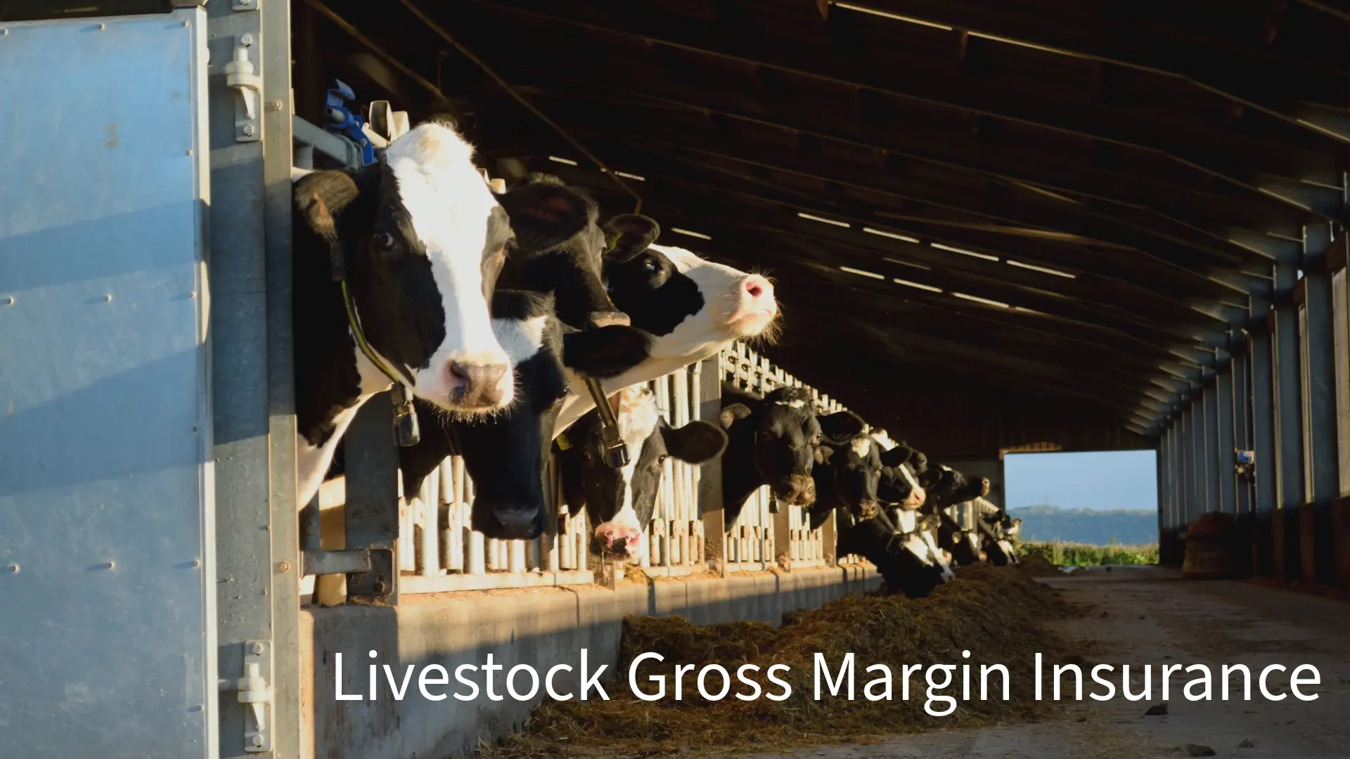 Video covers for dairy insurance and farmers stories