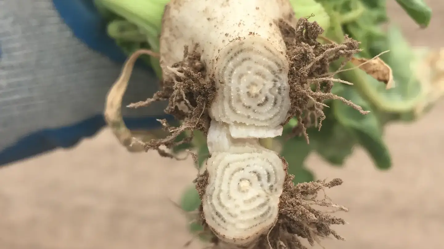 Infected sugar beet showing dark concentric rings and proliferation of secondary rootlets.