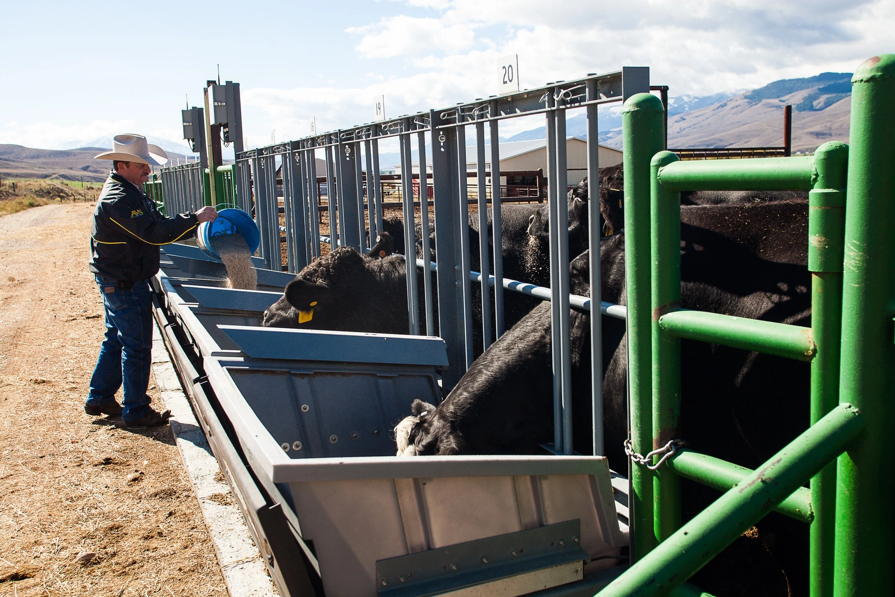 A man with a cowboy hat feeding cows