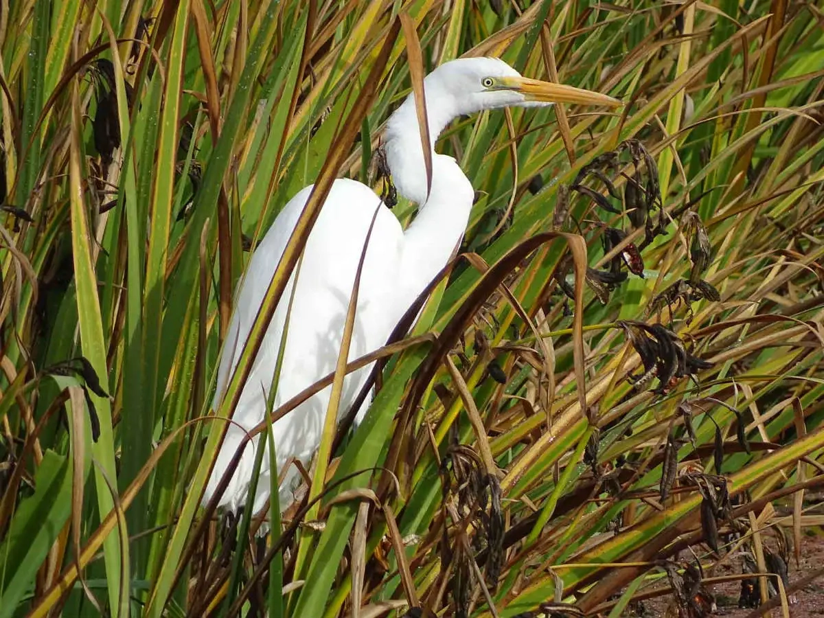 Arboretum wildlife great egret
