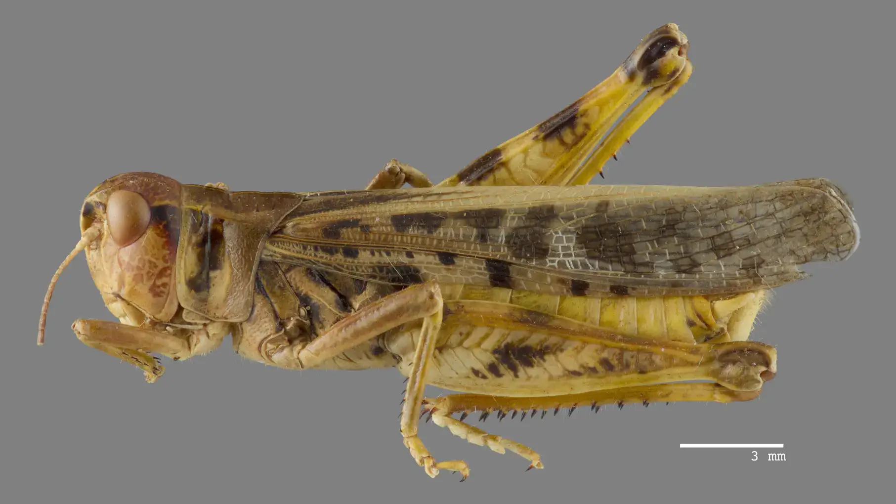 Clearwinged Grasshopper adult.