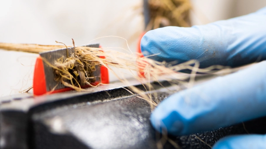 Family Consumer Sciences student Maggie Zee using hops research to create fibers for paper making with in collaboration with the College Natural Resources renewable materials lab