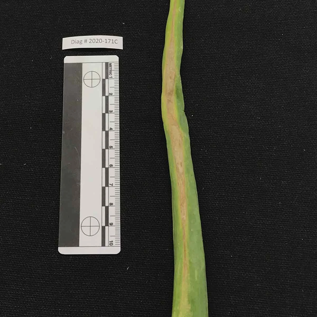 A variety of onion diseases photos