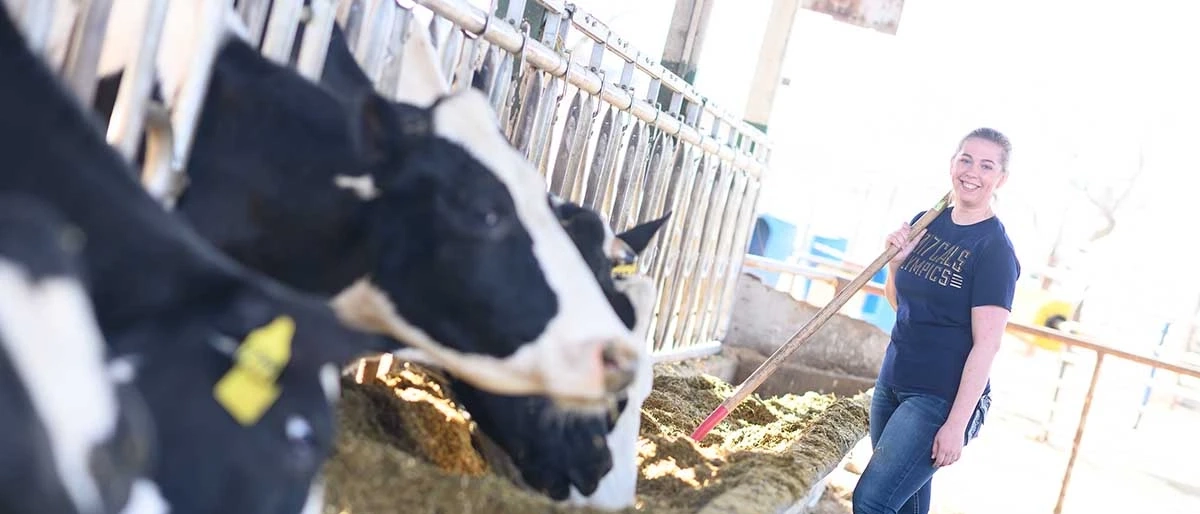 U of I student standing outside a corral cleaning out a feed trough with cows in the foreground. 