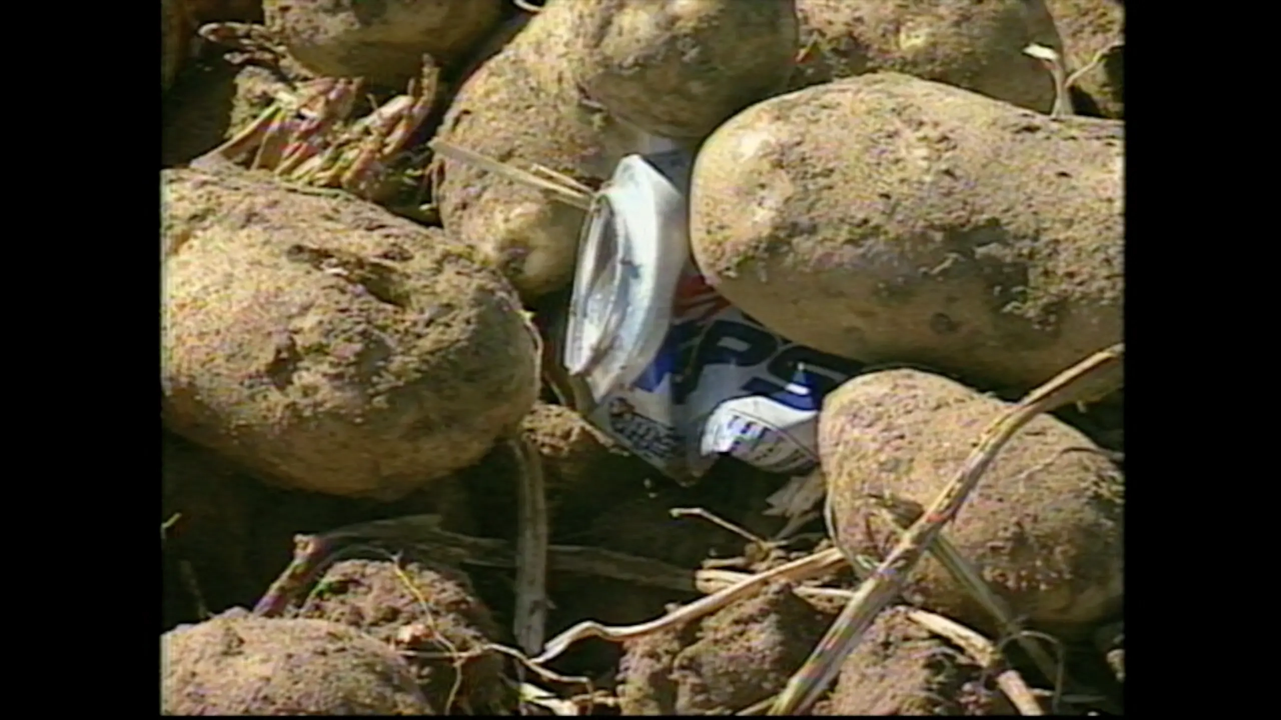 Foreign material found with a crop of potatoes