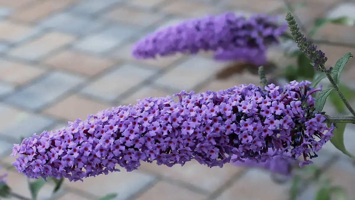A variety of perennials from African daisies to yarrow