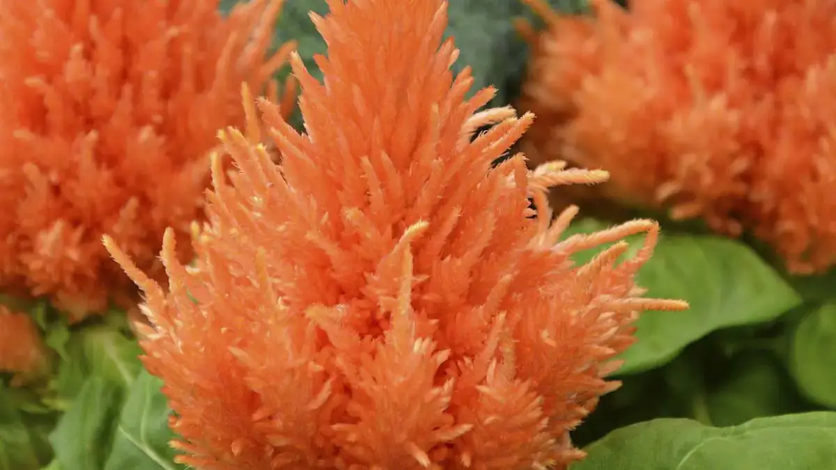 Herbaceous plants that are typically annuals